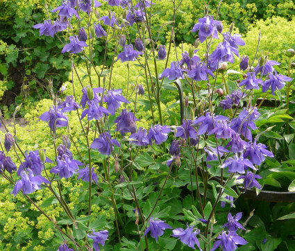 Aquilegia vulgaris