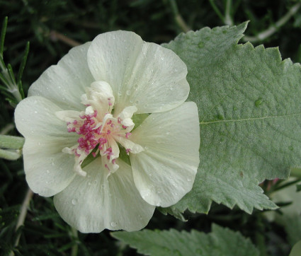 Alcea Hybride 'Parkallee' 