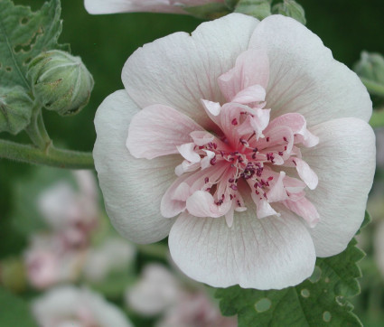 Alcea Hybride 'Parkfrieden' 