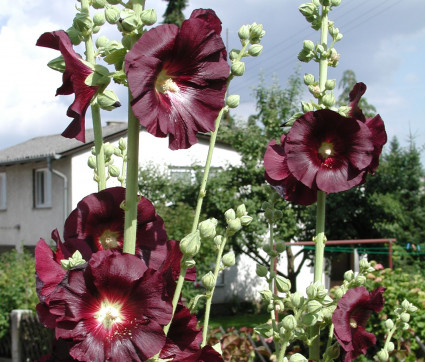 Alcea rosea 'Nigra'