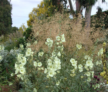 Alcea rugosa und Stipa gigantea