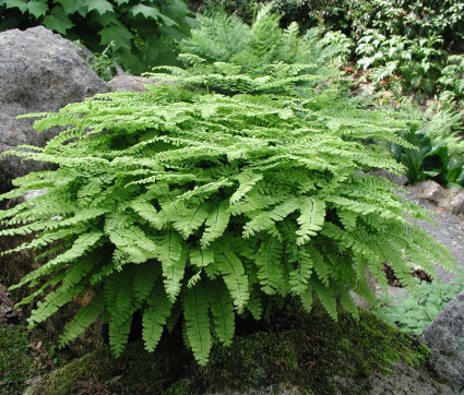 Adiantum pedatum