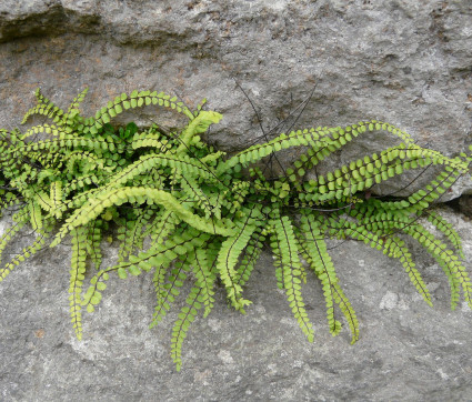 Asplenium trichomanes