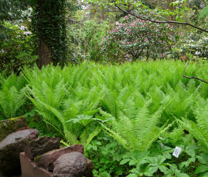 Matteucia struthiopteris