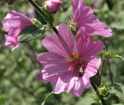 Lavatera Olbia-Hybride 'Kew Rose'