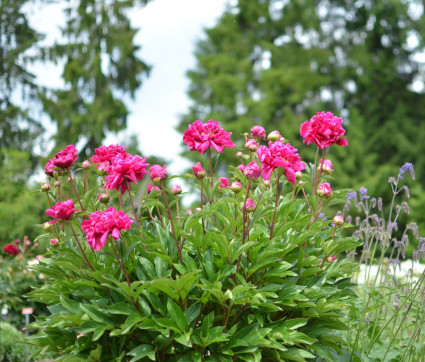 Paeonia lactiflora 'Fokker'