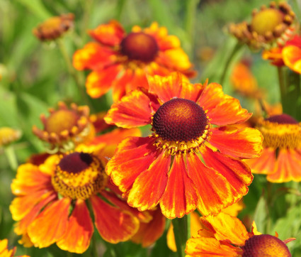 Helenium Hybride 'Flammenrad'