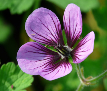 Geranium Hybride 'Salome'