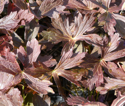 Geranium maculatum 'Elizabeth Ann' ®