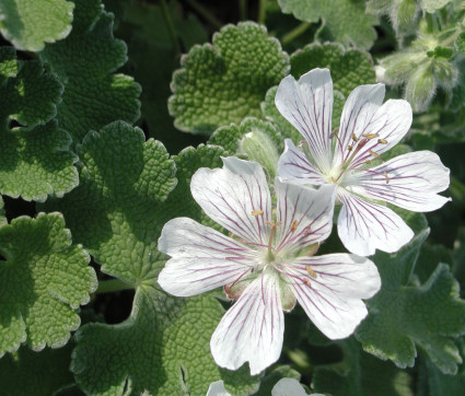 Geranium renardii