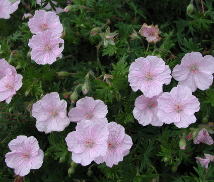 Geranium sanguineum var. striatum