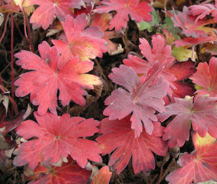 Herbstfärbung von Geranium wlassovianum