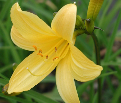 Hemerocallis Hybride 'Maikönigin'