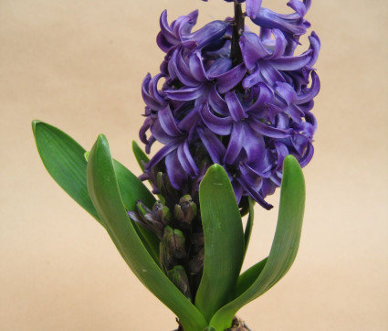 Hyacinthus 'Blue Pearl'