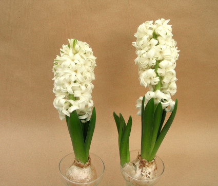 Hyacinthus 'White Pearl'