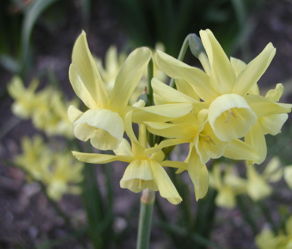 Narcissus ‘Hawera’