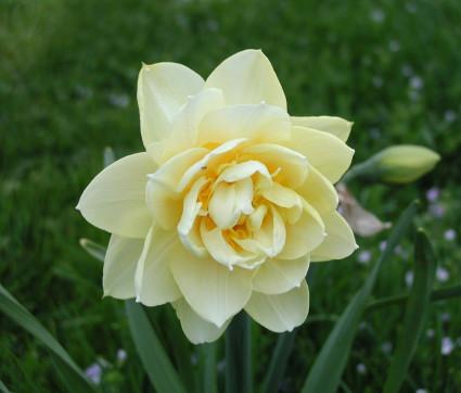 Narcissus ‘Manly’