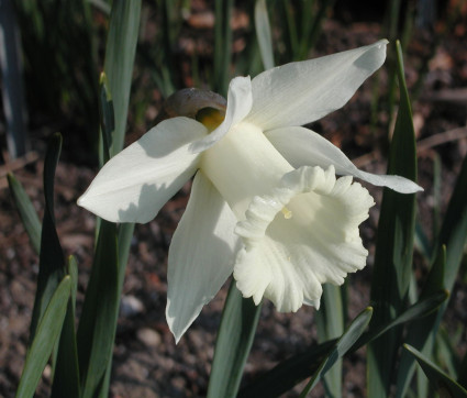 Narcissus ‘Mount Hood’