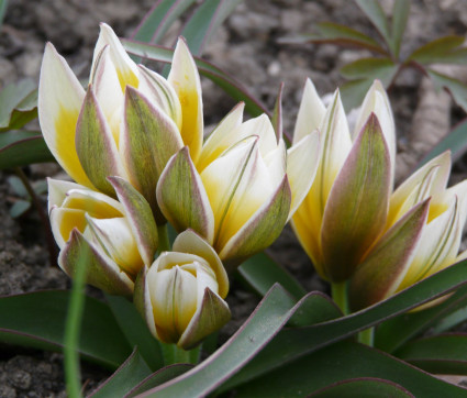 Tulipa tarda