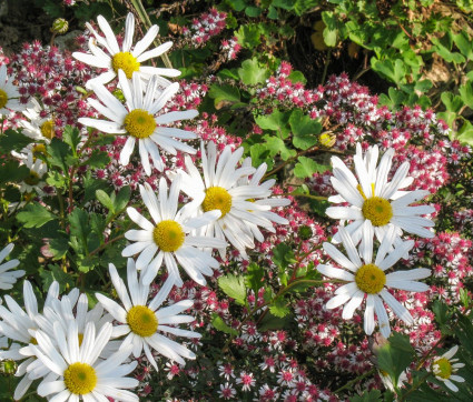 Aster laterifolius mit Arctanthemum arcticum