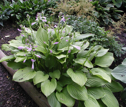 Hosta Plantaginea-Hybride 'Sweet Susan'