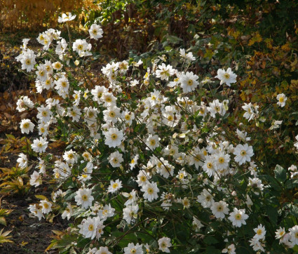 Anemone Japonica-Hybride 'Whirlwind'