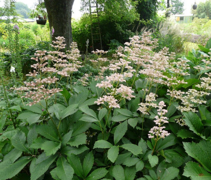 Rodgersia henrici 'Die Schöne'