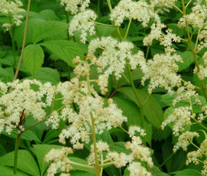 Rodgersia pinnata 'Weiße Auslese'