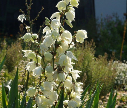 Yucca filamentosa