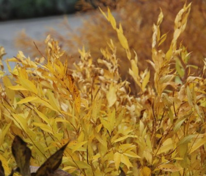 Amsonia tabernaemontana