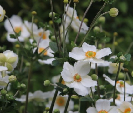 Anemone Japonica 'Honorine Jobert'