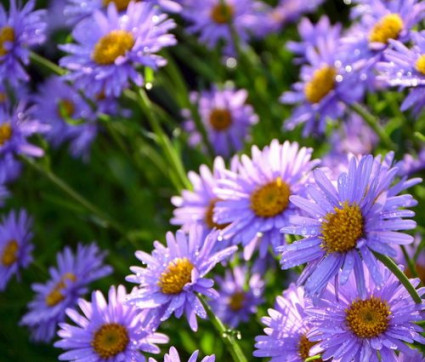 Aster novae-belgii 'Barrs Blue'