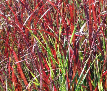 Panicum virgatum 'Heiliger Hain'