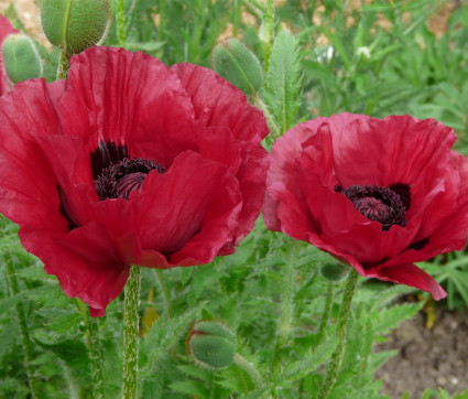 Papaver orientale 'Marlene'