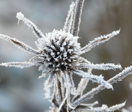 Eryngium planum 'Blauer Zwerg'