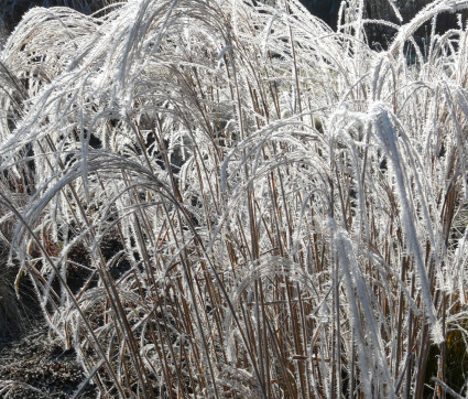 Miscanthus sinensis 'Flamingo'