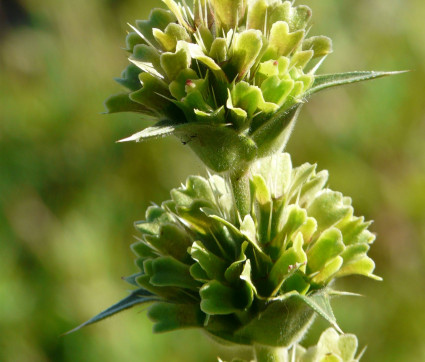 Morina longifolia