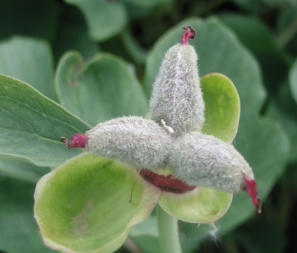 Paeonia mlokosewitschii