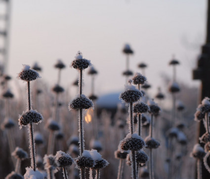 Phlomis russeliana