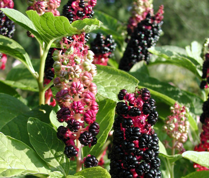 Phytolacca acinosa