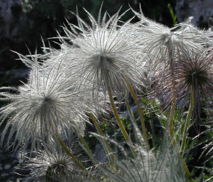 Pulsatilla vulgaris