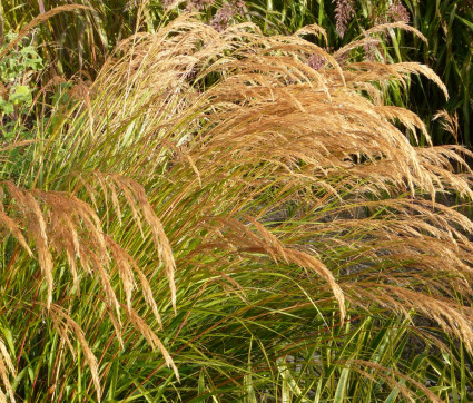 Stipa calamagrostis 'Algäu'