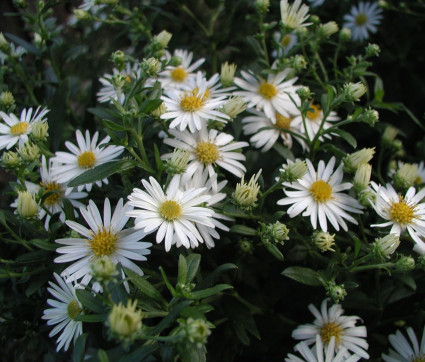 Aster ageratoides 'Ashvi' 