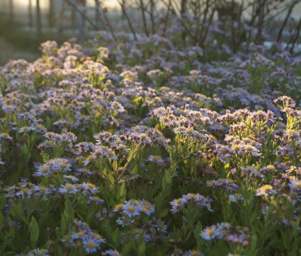 Aster ageratoides 'Asran' 