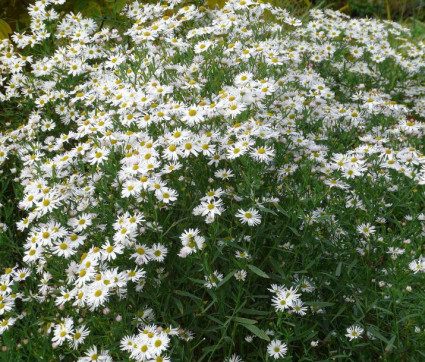 Boltonia asteroides 'Snowbank'