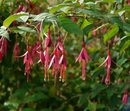 Fuchsia magellanica var. gracilis