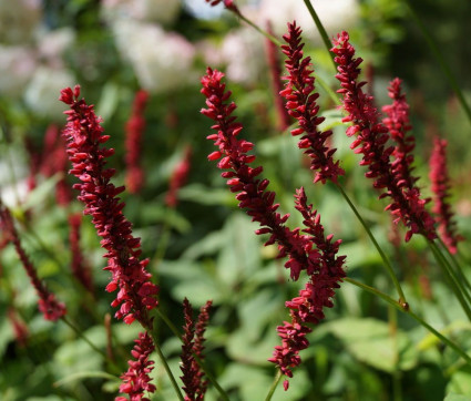 Polygonum amplexicaule 'Blackfield'