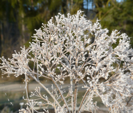 Eupatorium fistulosum 'Augustrubin'