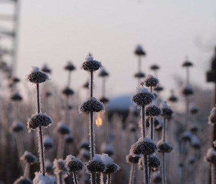 Phlomis russeliana