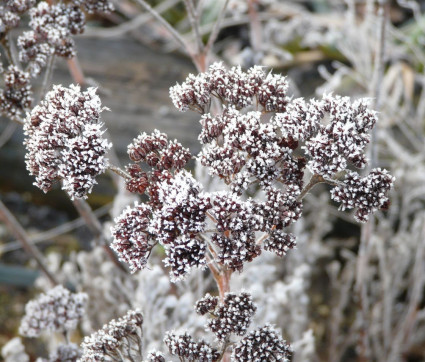 Sedum telephium ssp. ruprechtii 'Hab Gray'